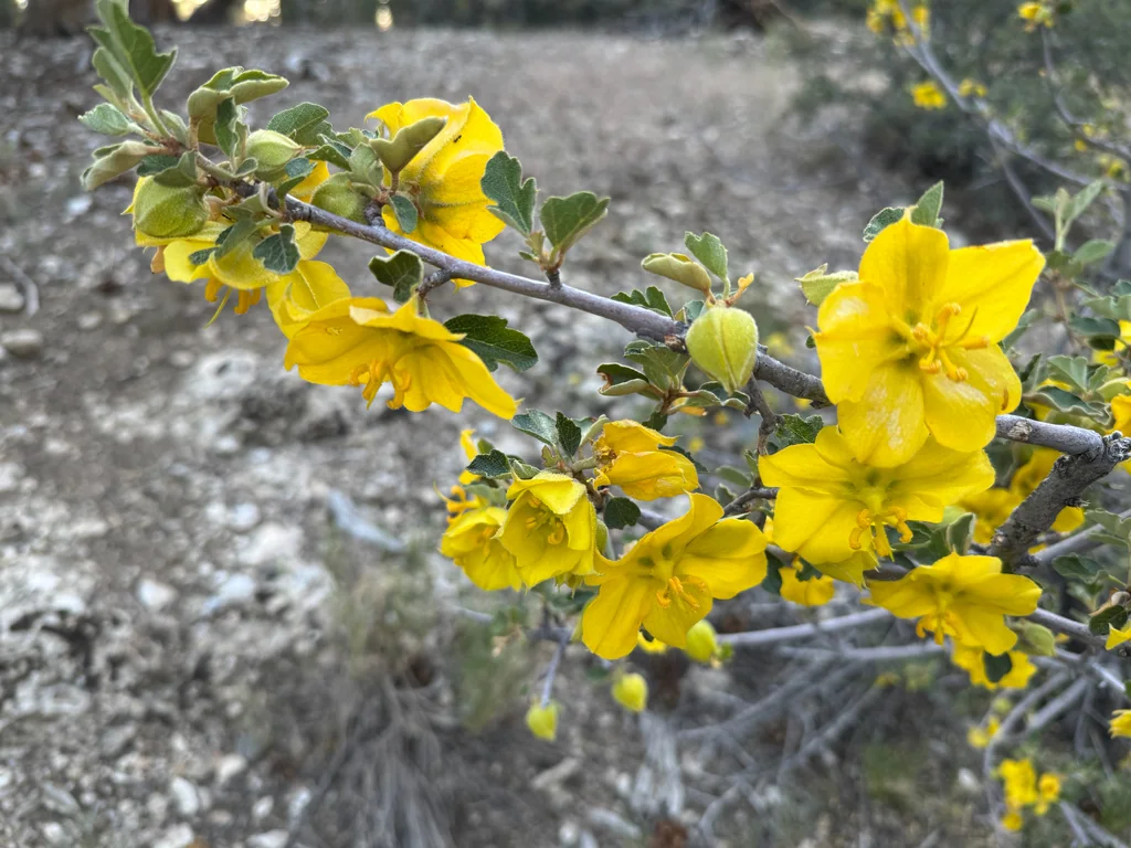 Fremontodendron Californicum