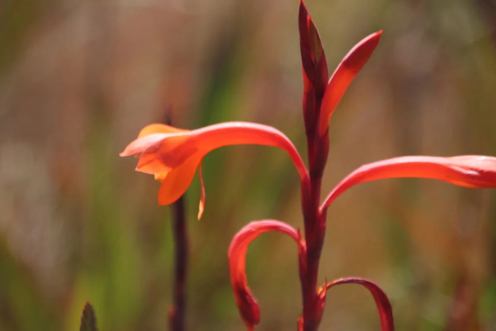 Watsonia Pillansii
