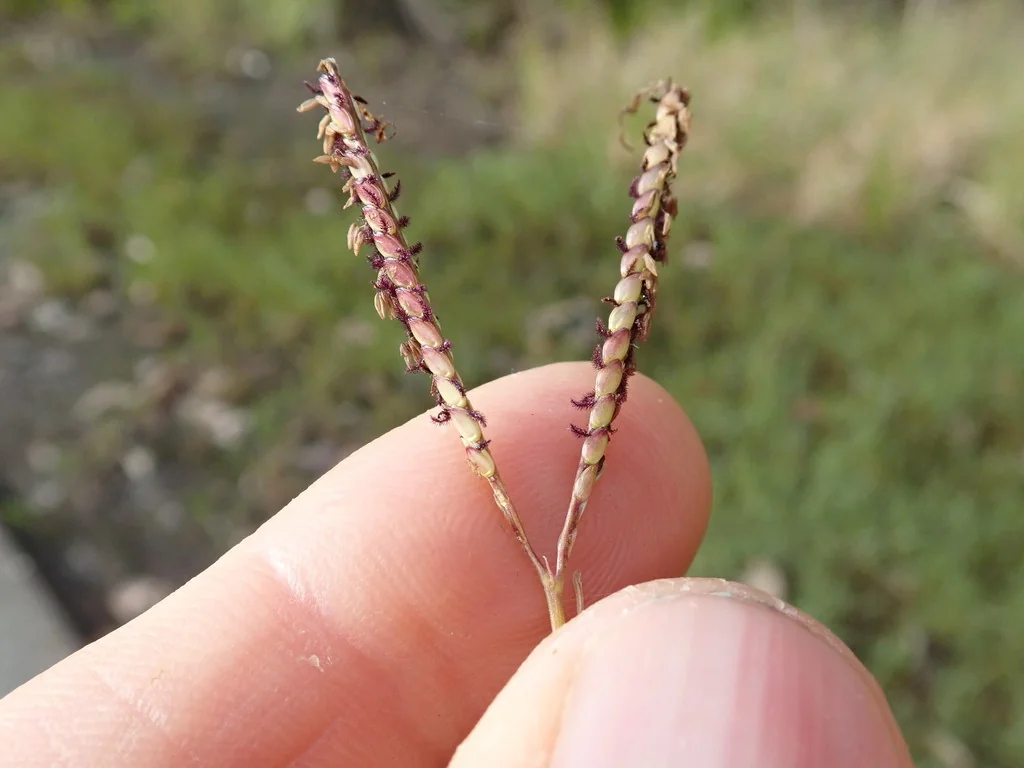 Paspalum vaginatum
