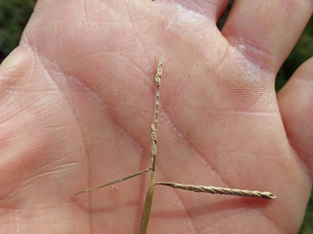 Paspalum vaginatum