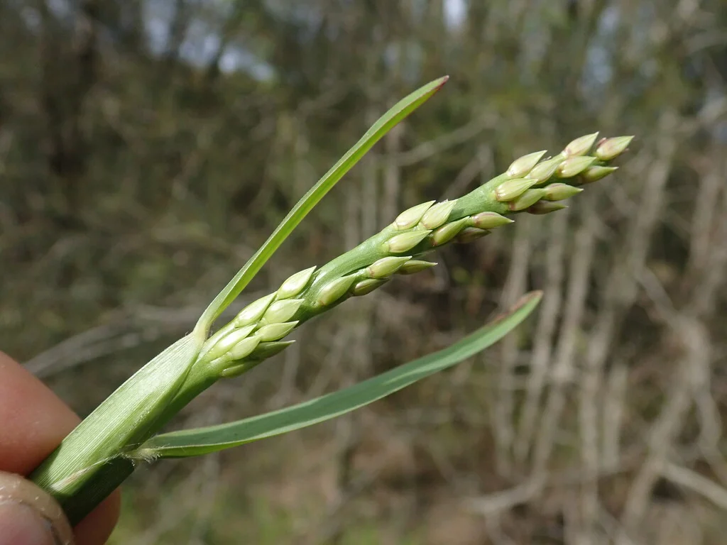 Stenotaphrum Secundatum