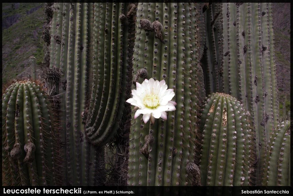 Echinopsis Terscheckii