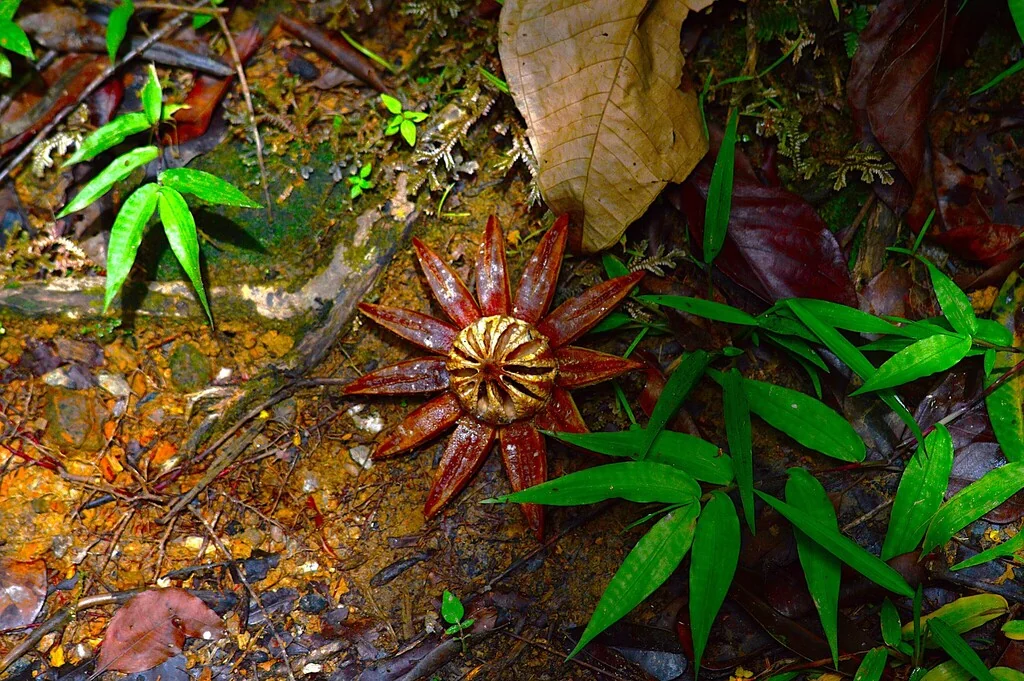 Clusia rosea