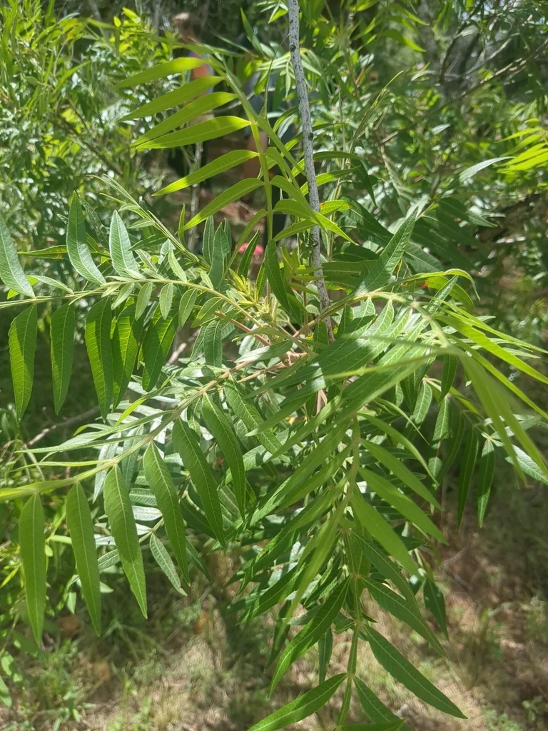 Rhus Lanceolata