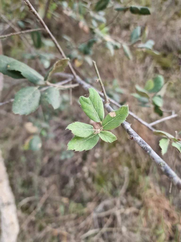 Quercus Suber