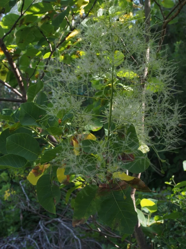 Cotinus coggygria