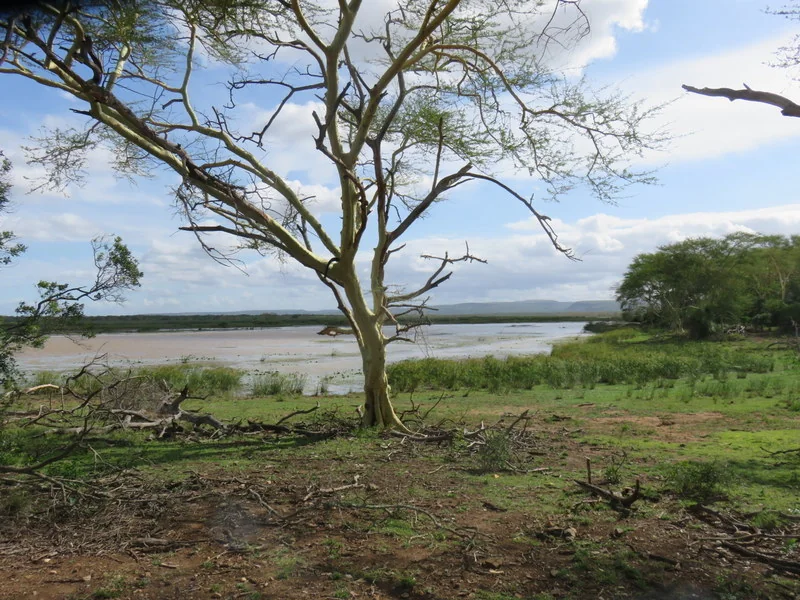 Acacia Xanthophloea