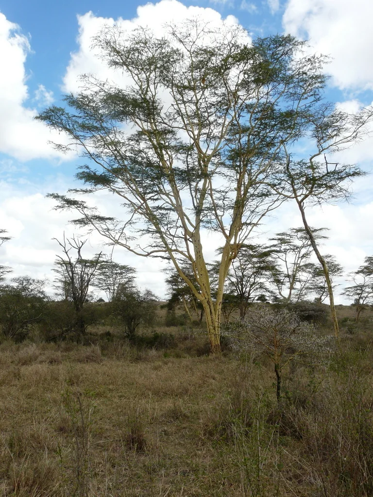 Acacia Xanthophloea