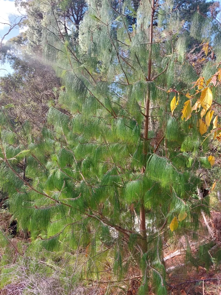 Pinus Patula