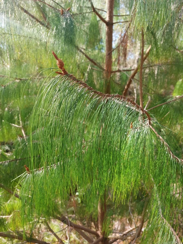 Pinus Patula
