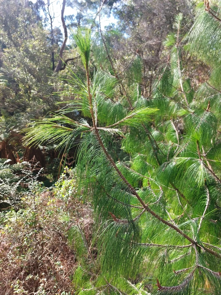 Pinus Patula