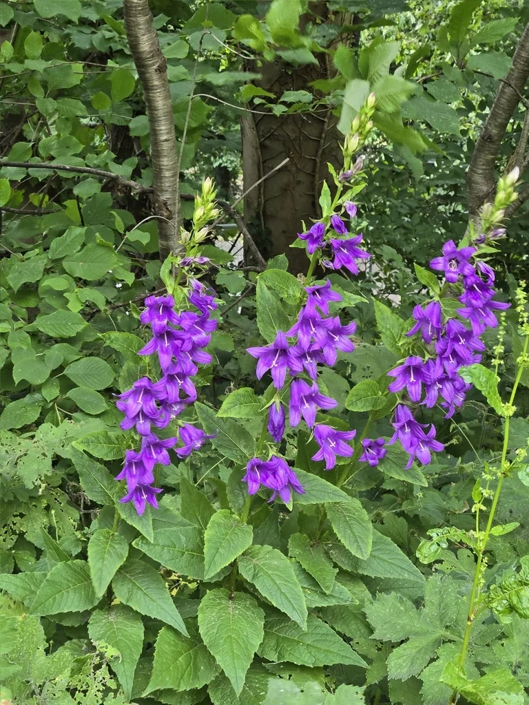 Campanula Latifolia