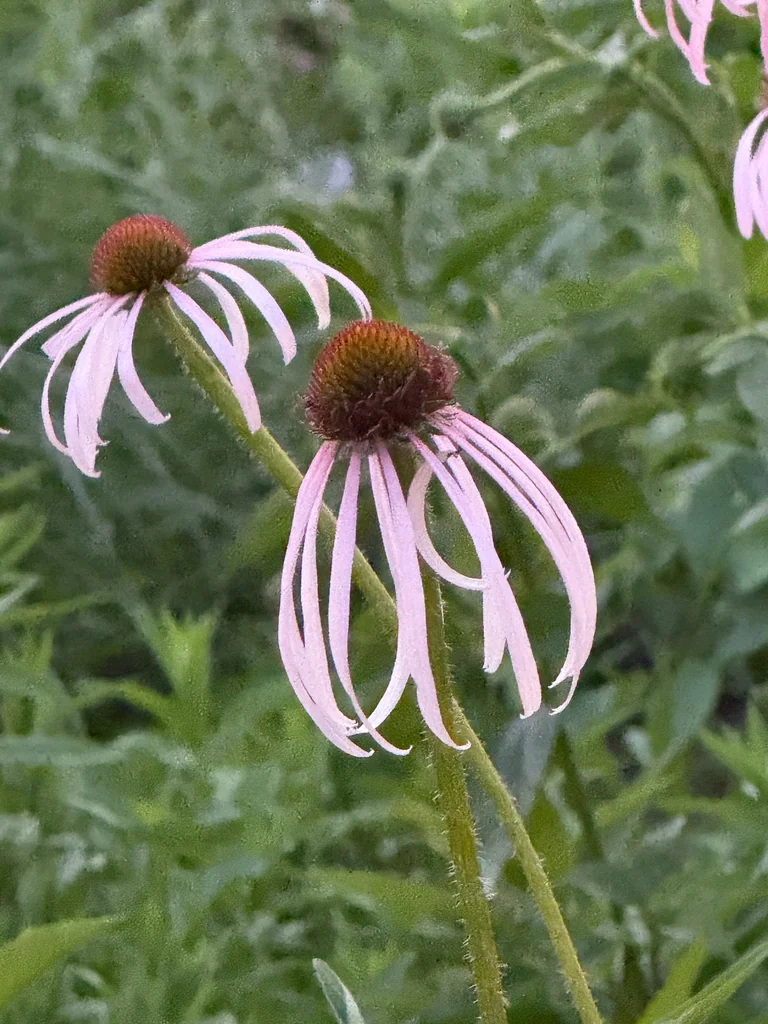 Echinacea Pallida