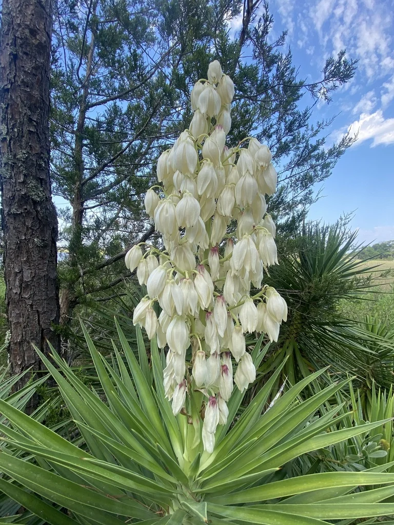Yucca Aloifolia