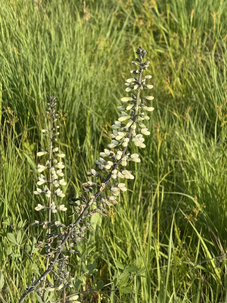 Baptisia Alba