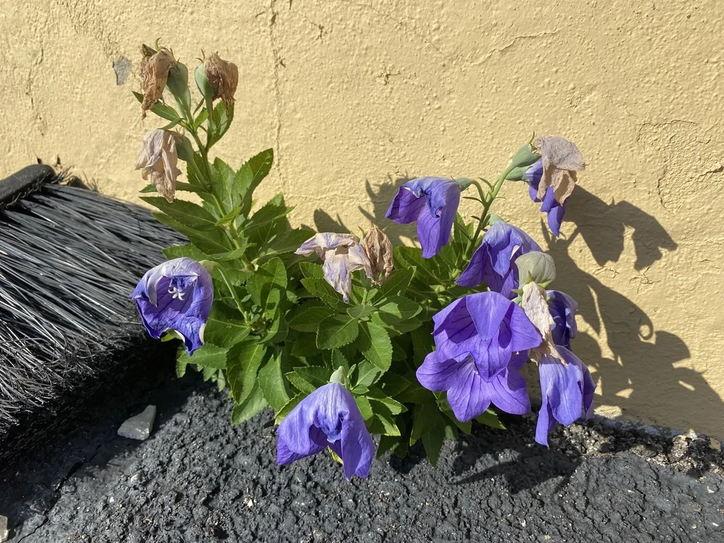 Platycodon Grandiflorus