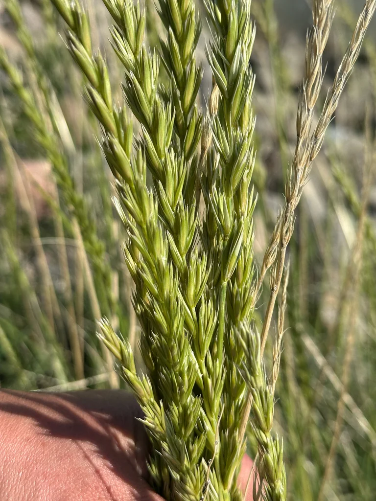 Leymus Cinereus