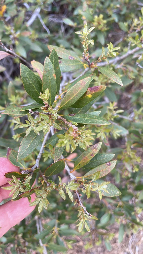 Quercus Vaccinifolia