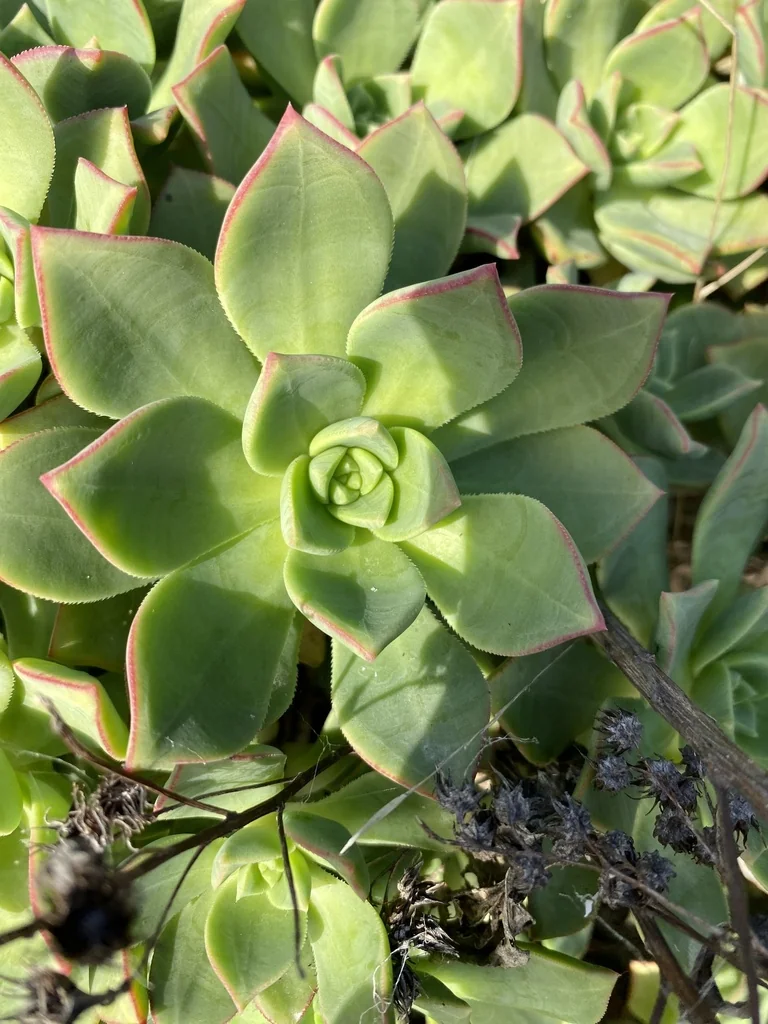 Aeonium Haworthii