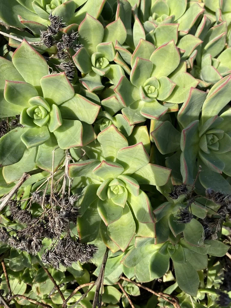 Aeonium Haworthii