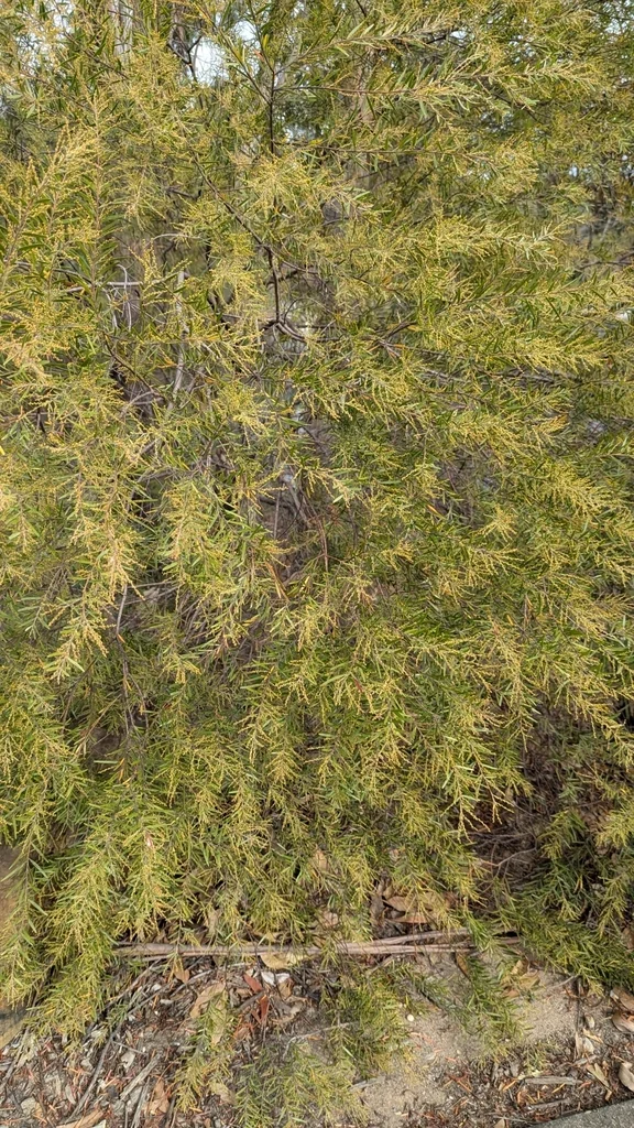 Acacia Fimbriata