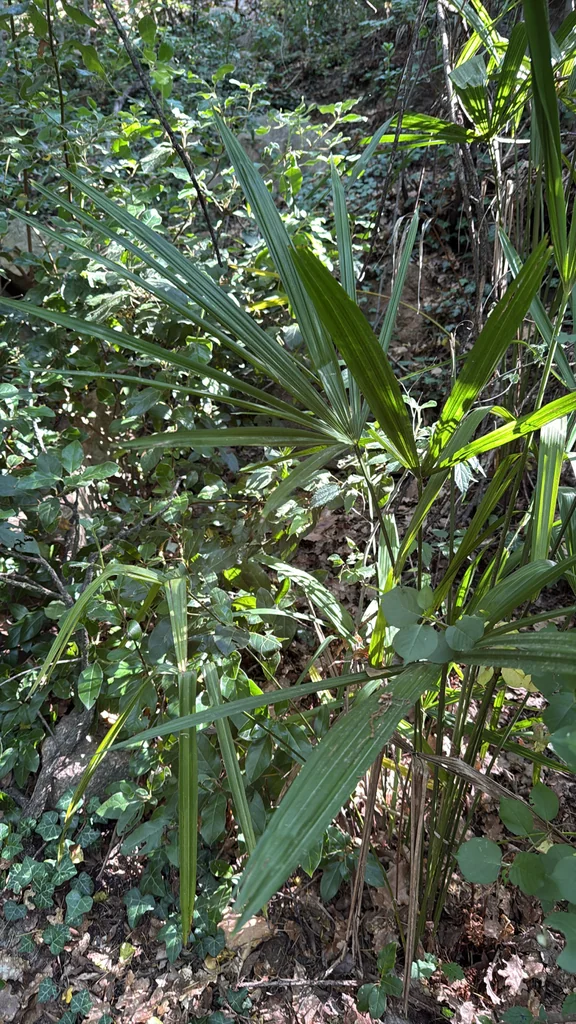 Trachycarpus Wagnerianus
