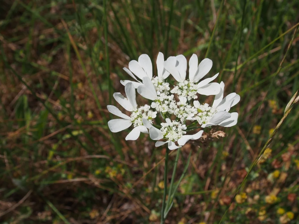 Orlaya Grandiflora