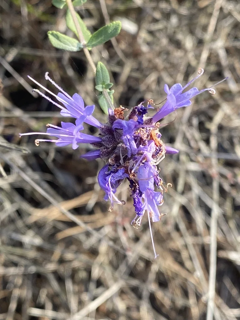 Salvia Clevelandii