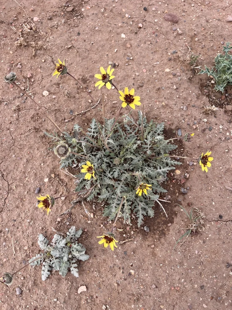 Berlandiera Lyrata