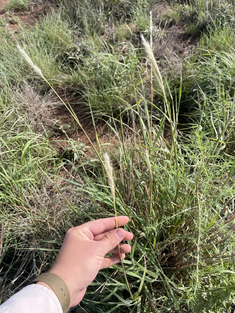 Bothriochloa Barbinodis