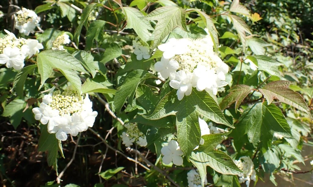 Viburnum Opulus Var. Americanum