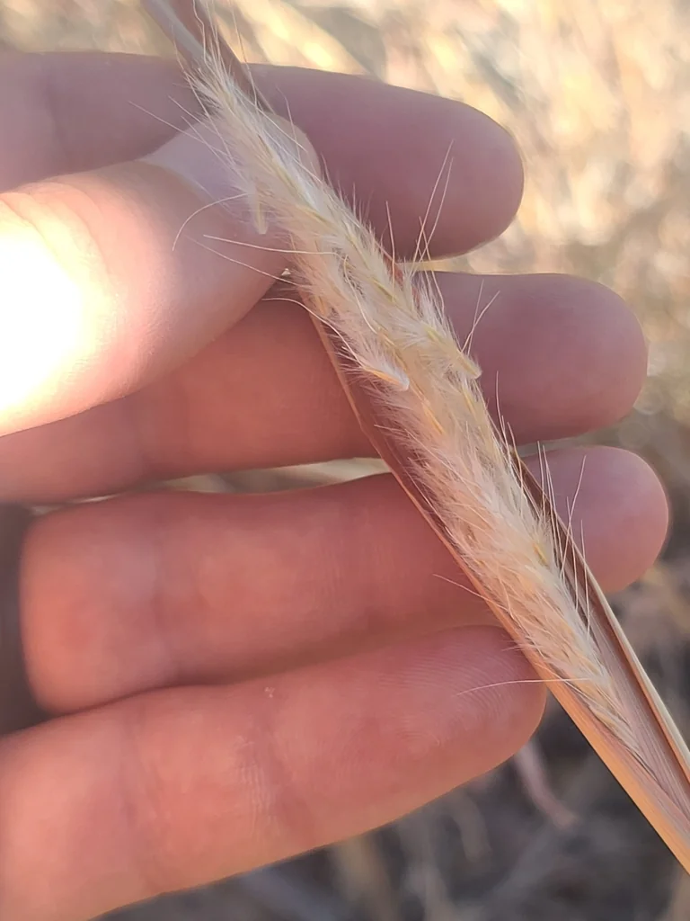 Bothriochloa Barbinodis