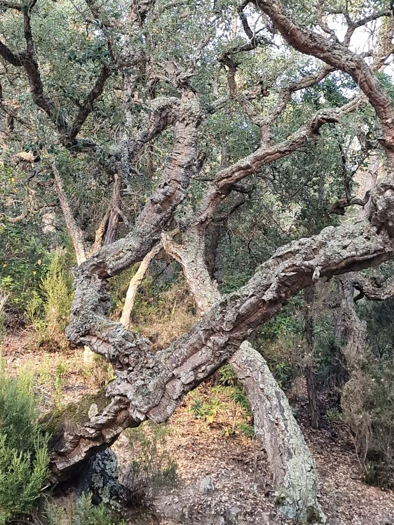 Quercus Suber