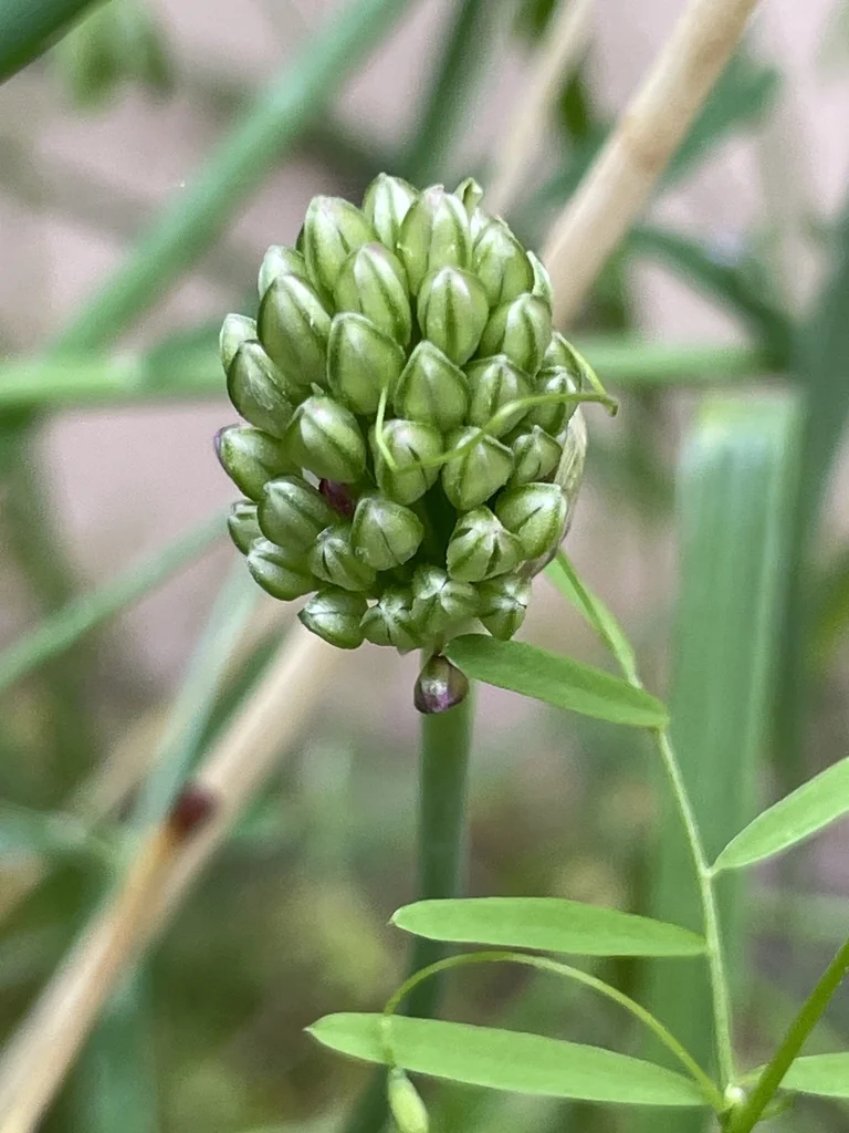Allium Sphaerocephalon