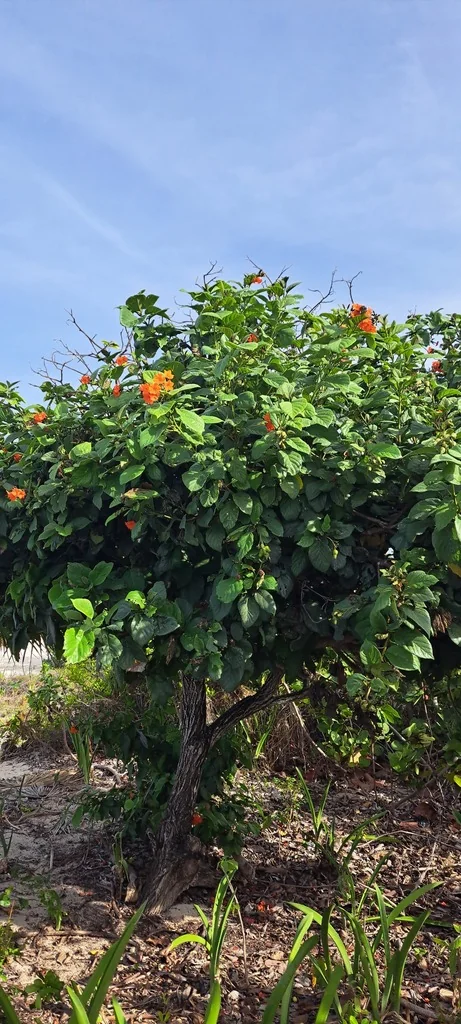 Cordia Sebestena