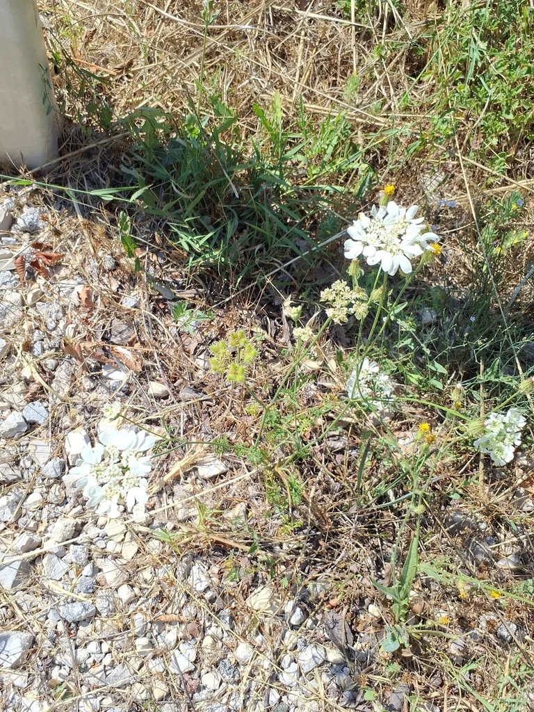 Orlaya Grandiflora