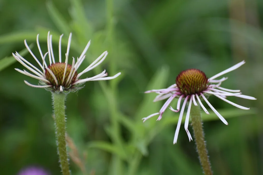Echinacea Pallida