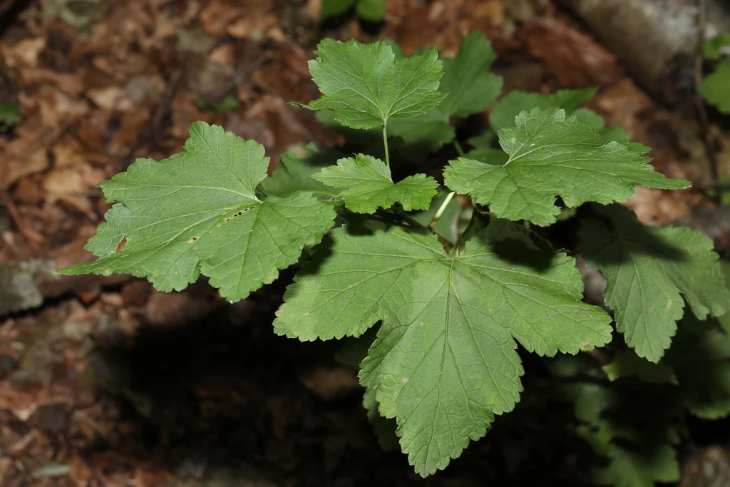 Ribes Rubrum