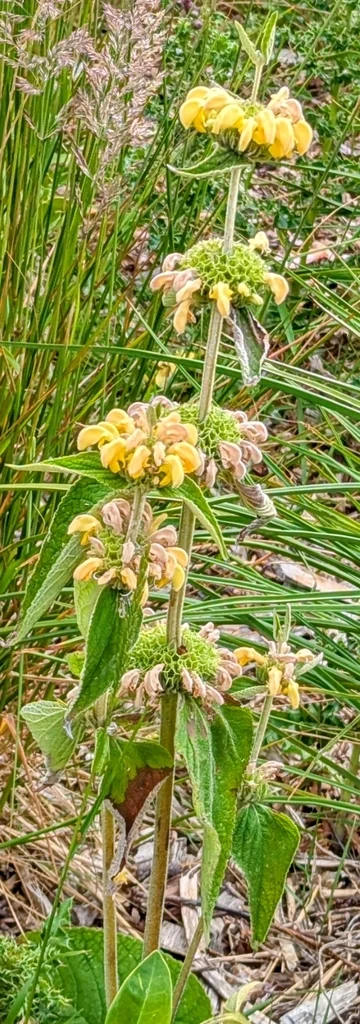 Phlomis russeliana