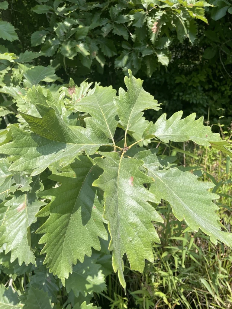 Quercus Michauxii
