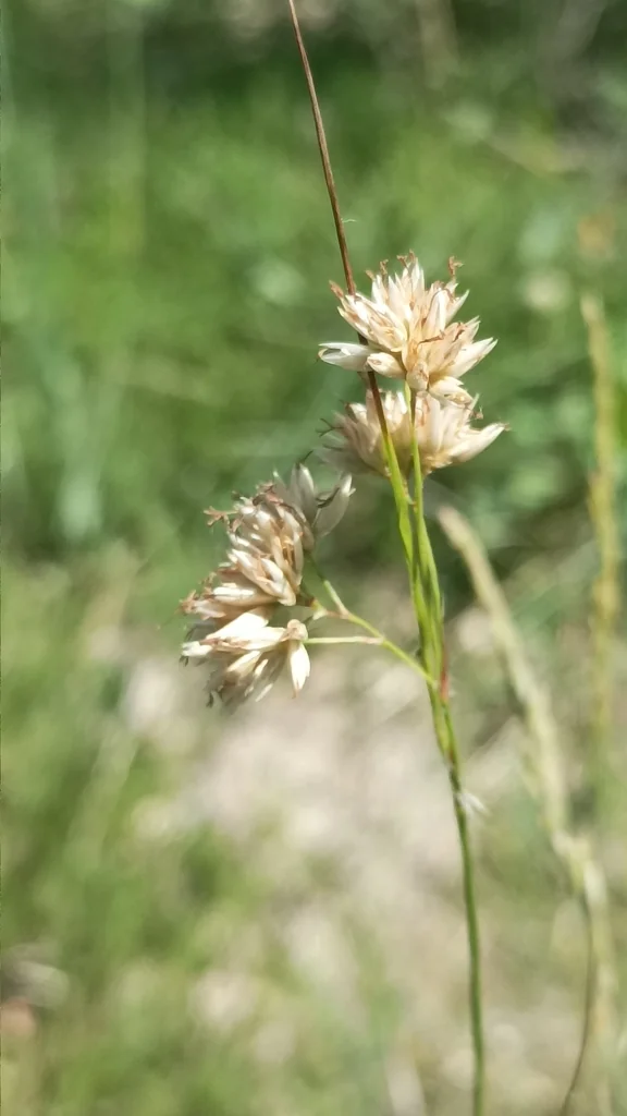 Luzula Nivea