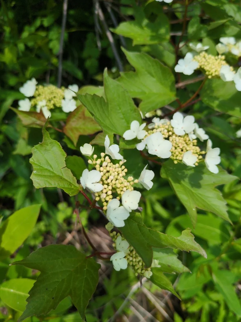 Viburnum Opulus Var. Americanum
