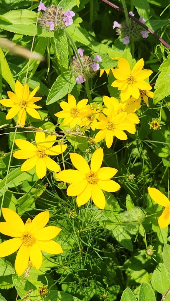 Coreopsis verticillata