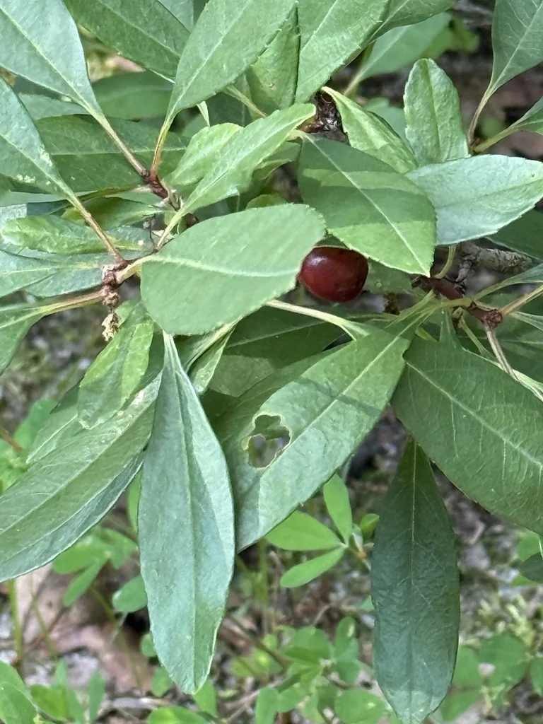 Aronia Arbutifolia