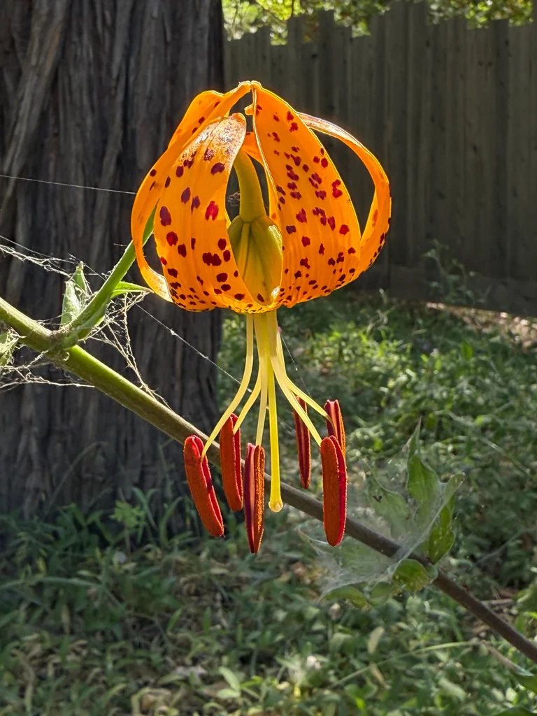 Lilium Humboldtii