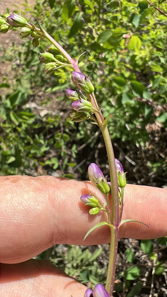 Penstemon Strictus