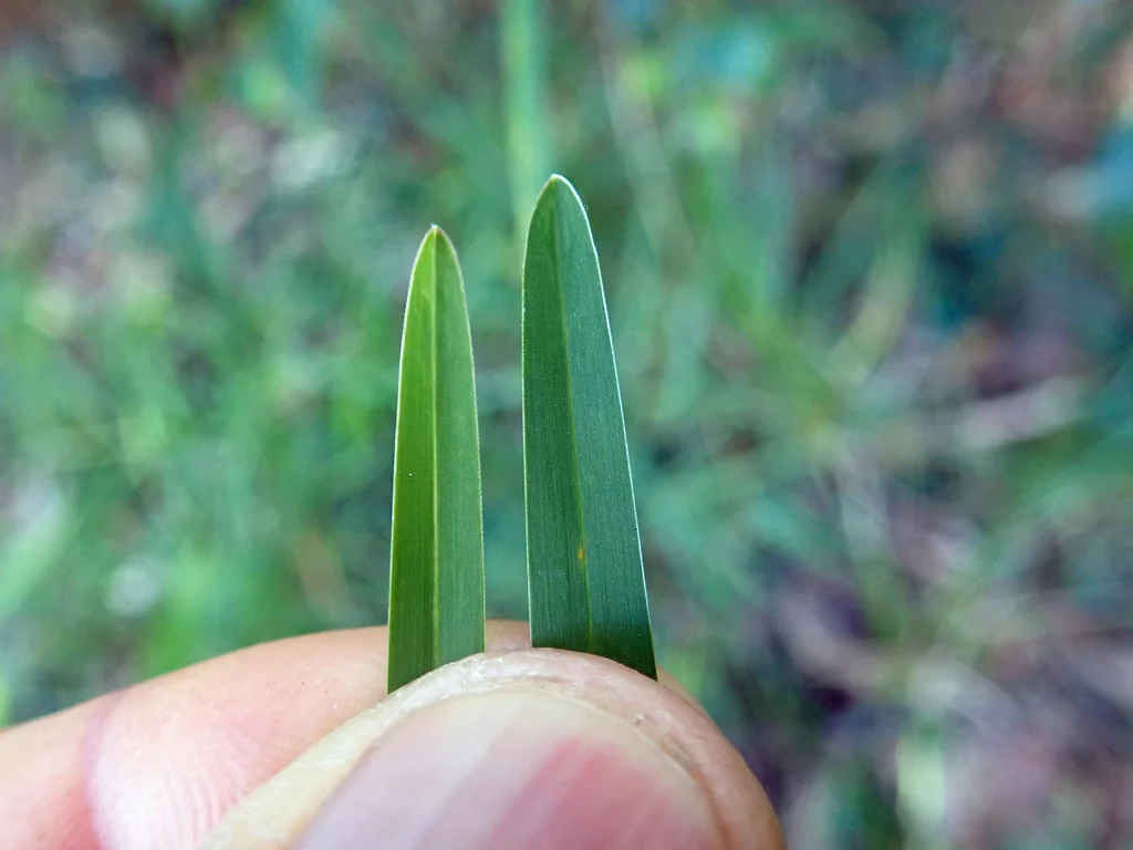 Stenotaphrum Secundatum