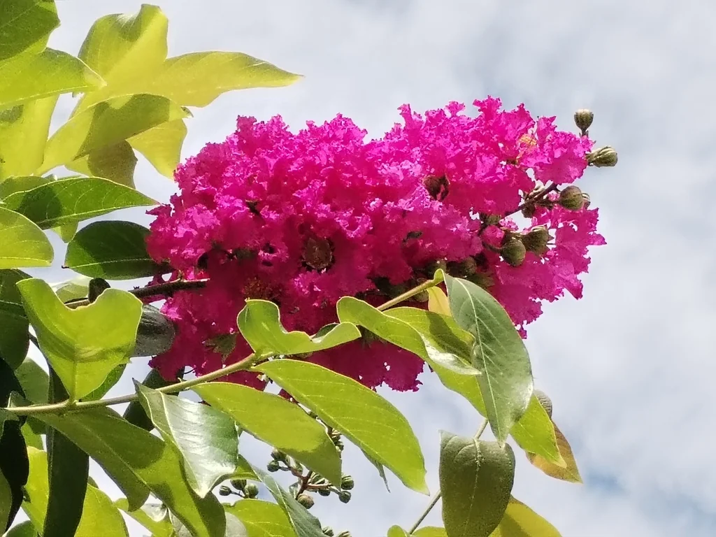 Lagerstroemia indica