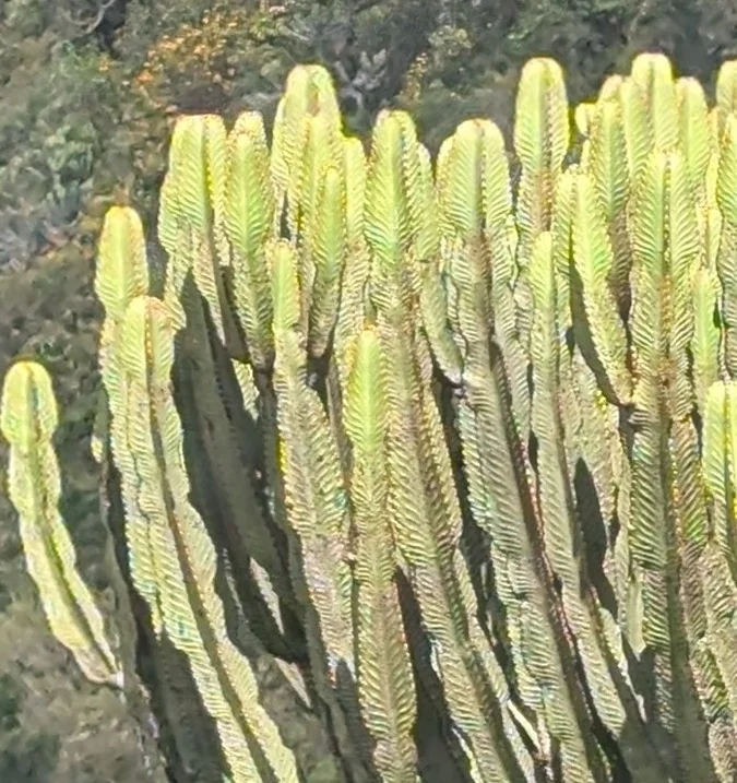 Euphorbia Ingens