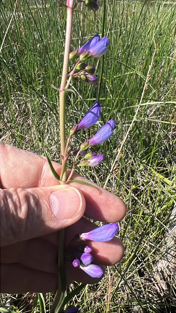 Penstemon Strictus
